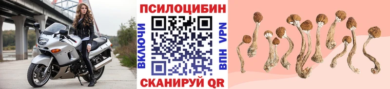 Псилоцибиновые грибы мицелий  Куртамыш 